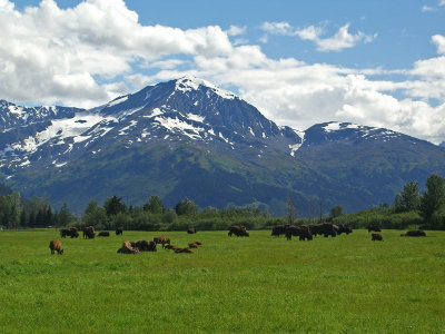 wood bison herd.jpg