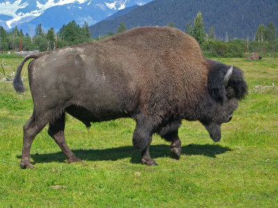 wood bison.jpg