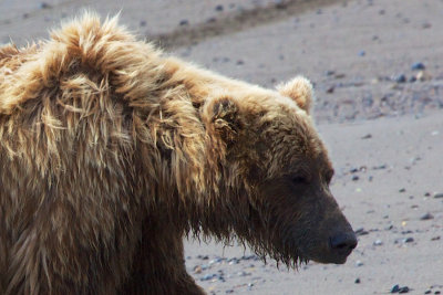 grizzley portrait courtesy wolf tebbe.jpg