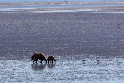beachcombers Courtesy Wolf Tebbe.jpg