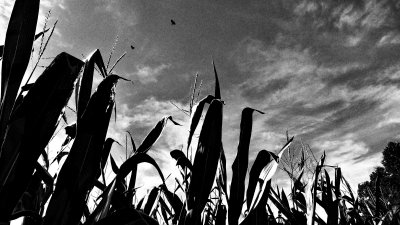 Hawks at the Corn Maze