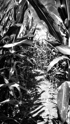 Corn Maze Preston CT. 