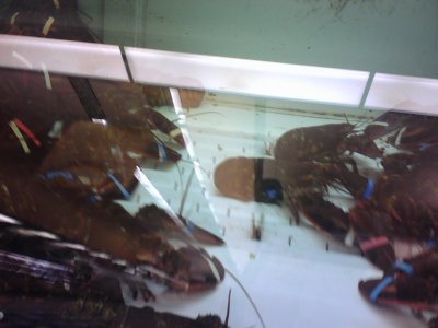 Stop and Shop Lobsters.jpg
