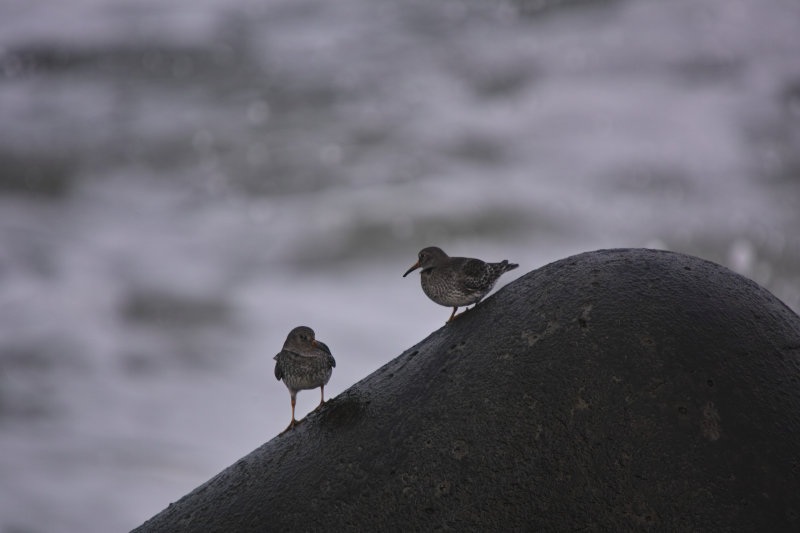 Paarse strandloper, purple sandpiper