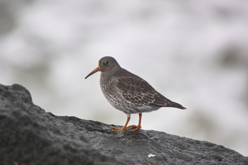Paarse strandloper, purple sandpiper