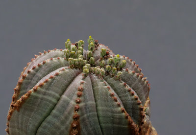 Euphorbia obesa 2