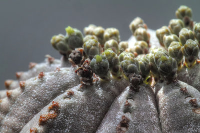 Euphorbia obesa