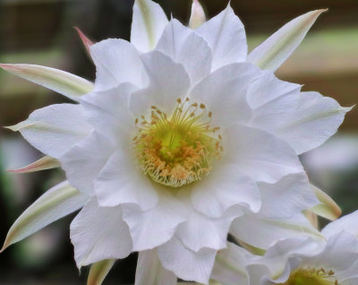 Echinopsis flower