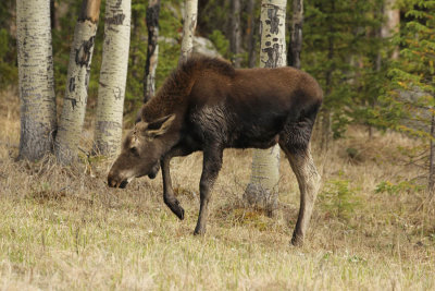 ICR2013_RMNP5753_MOOSASPNS1PB.jpg