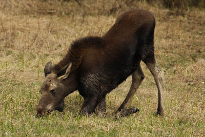 ICR2013_RMNP5807_MOOSEATS1PB.jpg