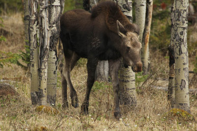ICR2013_RMNP5707_MOOSASPNS5707PB.jpg