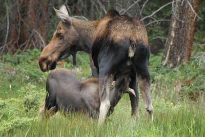 ICR2013_RMNP9402_BBYMOOSSUKL1PB.jpg