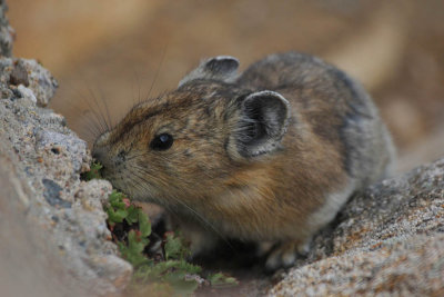 ICR2013_RMNP1596_PIKAPIKEATS1PB.jpg