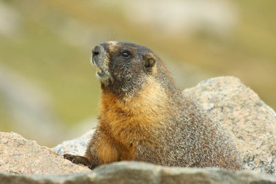 ICR2009_MTEV0675_YLWBELYMARMOT1PB.jpg