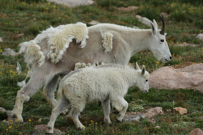 ICR2013_MTEV8326_GOATMOMKID1PB.jpg