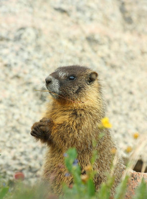 ICR2009_MTEV0669C_BBYMARMOT1PB.jpg