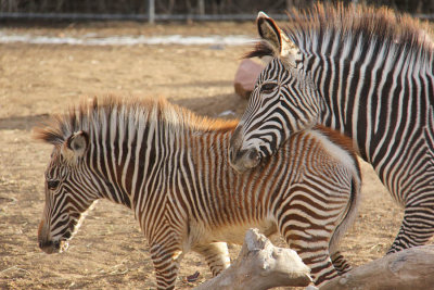 ZEBRAS in Captivity