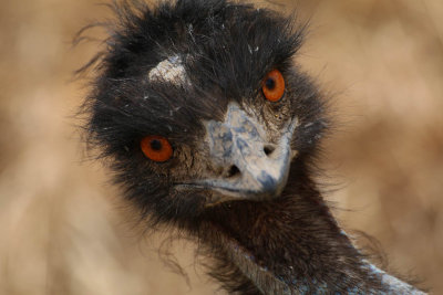 EMUS and OSTRICH