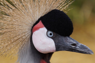 AFRICAN CROWNED CRANE