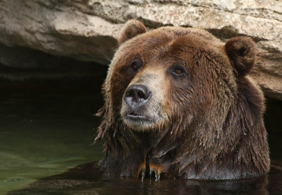 BROWN GRIZZLY BEARS