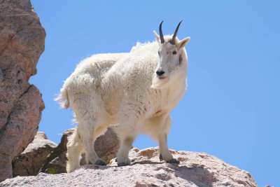 ICR2014_MTEV6455_TOPROKGOAT1PB.jpg