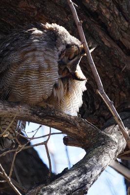 ICR2015S_BLDR00464_OWLGRMING1PB.jpg
