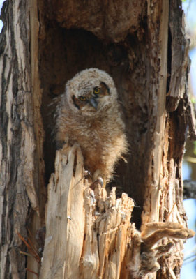 ICR2015_OWL9319C_GHOWLCHIK1PB.jpg
