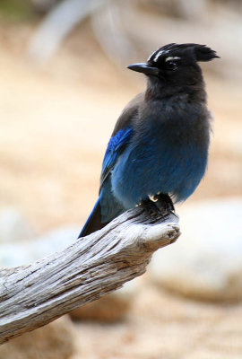 ICR2015_RMNP0901_STELRJAY1PB.jpg