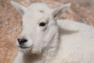 ICR2015S_MTEVSC0128_KIDGOAT1PB.jpg
