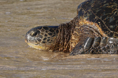 ICR2016S_MAUISC8141_TURTLAPROCH1PB.jpg