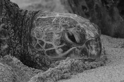 ICR2016S_MAUISC6649BW_TURTLFACE1PB.jpg