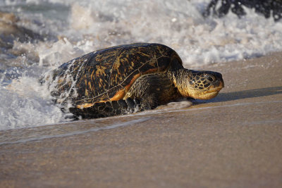 ICR2016S_MAUISC8178_TURTLCOMASHOR1PB.jpg