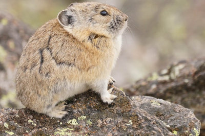ICR2016S_RMNPSC2738_ADORBLPIKA1PB.jpg