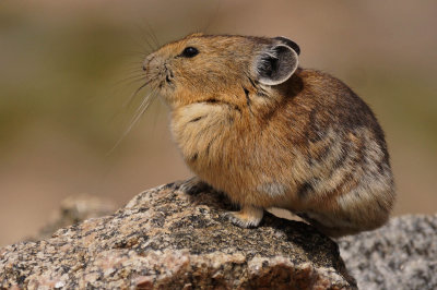 ICR2016S_MTEVSC4196_ROCKPIKA1BP.jpg