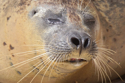 SEALS and SEA LIONS in Captivity