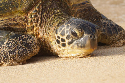 ICR2016S_MAUISC6434_TURTLTIRED1PB.jpg