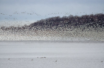 Thousands of snow geese take to the sky. 