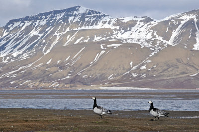BirdingBreaks Spitsbergen 2013