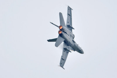 Finse Hornet