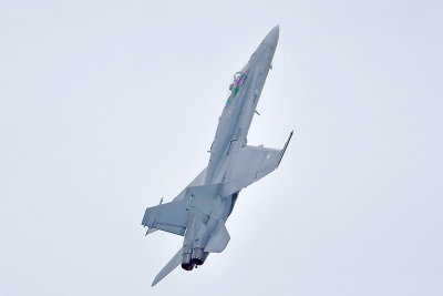 Finse Hornet