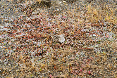 Bairds strandloper