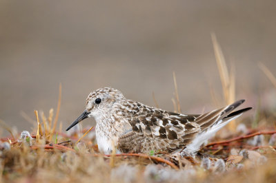 Bairds strandloper