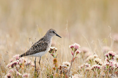 Kleine grijze strandloper