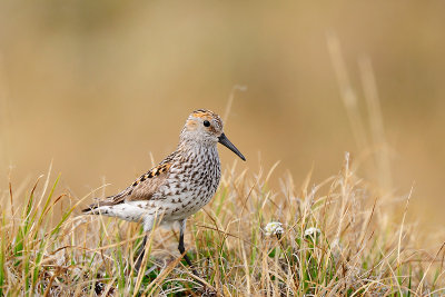 Alaska strandloper
