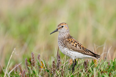Alaska strandloper