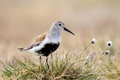 Bonte strandloper