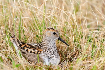 Alaska strandloper
