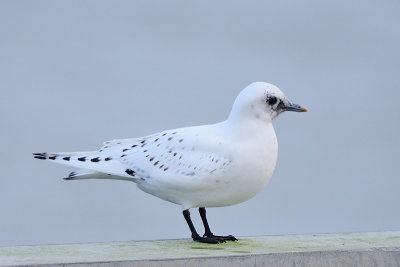 Ivory Gull / Ivoormeeuw