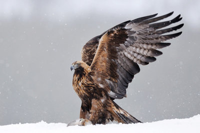 Steenarend / Golden Eagle