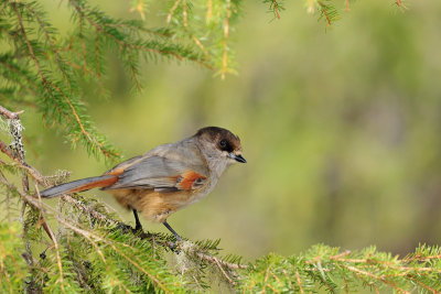Taigagaai / Siberian Jay